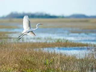 Continuous Half Hour Airboat Tour