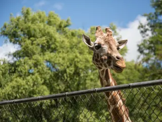 Calgary Zoo Safari