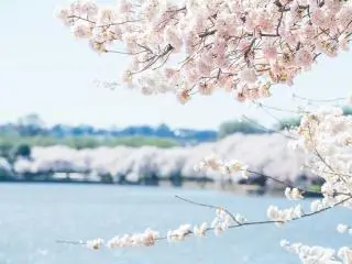 2-Day DC Cherry Blossom, Smithsonian National Zoological Park and Old Town Alexandria Tour from New York