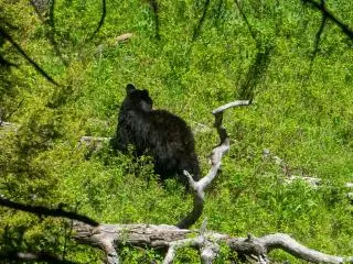 5-Day Yellowstone, Jackson Hole, Grand Teton Tour Small Group Tour from SLC | 1-night Yellowstone Cabin (Airport Transfer)