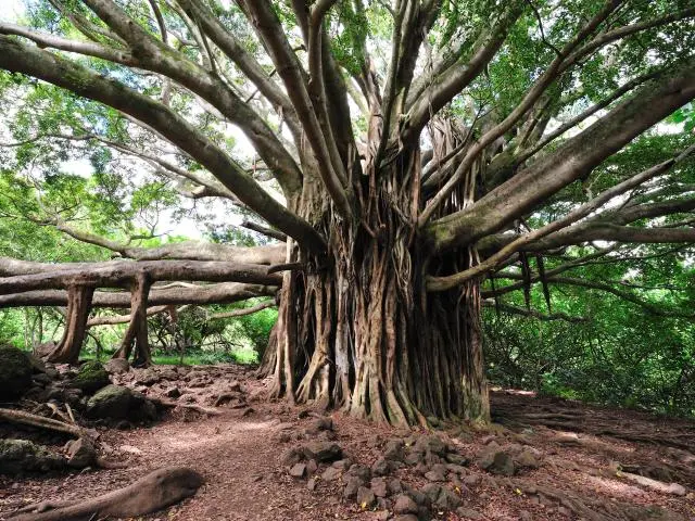 可纳 (Kona (Big Island), HI) 可纳 (Kona (Big Island), HI)