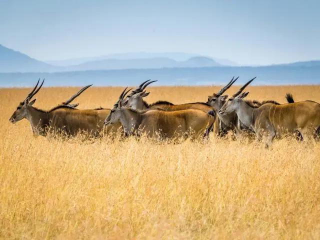 Maasai Mara National Reserve, Kenya