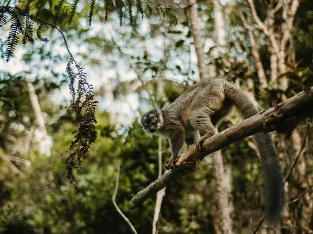 Andasibe, Madagascar