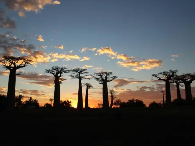 Avenue of the Baobabs Sunset