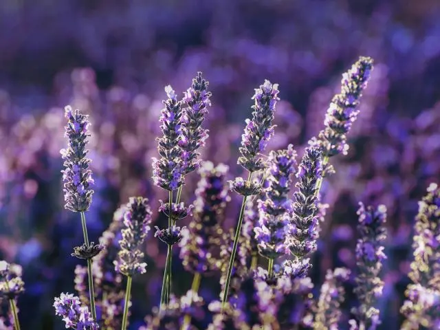布里德斯托薰衣草农场 (Bridestowe Lavender Farm)