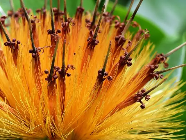 凯恩斯植物园 (Cairns Botanic Gardens)