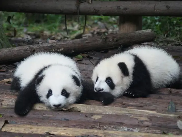 成都大熊猫繁育研究基地 (Chengdu Research Base of Giant Panda Breeding)