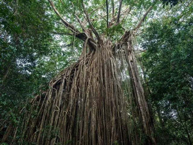 窗帘无花果树 (Curtain Fig Tree)