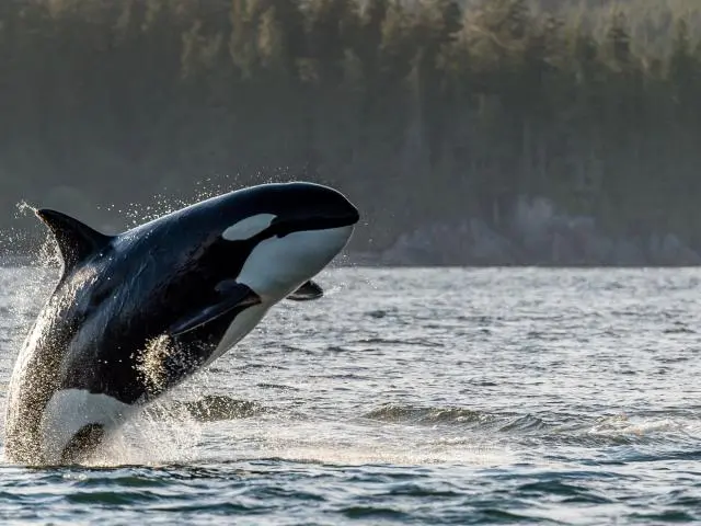 观鲸之旅 (Whale Watching Cruise) 观鲸之旅 (Whale Watching Cruise)