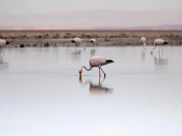 阿塔卡马盐沼和查克萨湖 (Salar de Atacama and Laguna Chaxa)