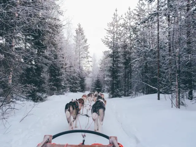 狗拉雪橇 (Dog sled)
