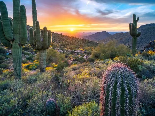 Saguaro National Park, AZ