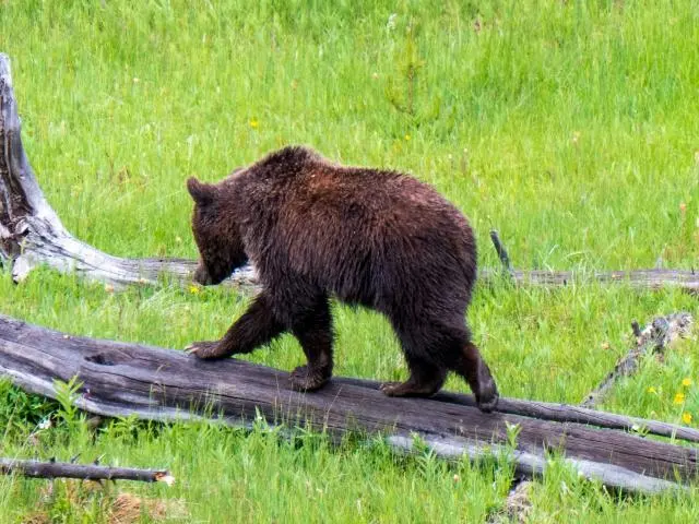 黄石熊世界 (Yellowstone Bear World)