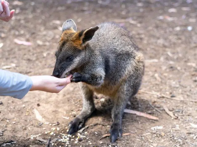 坎加鲁岛 (Kangaroo Island, AU)