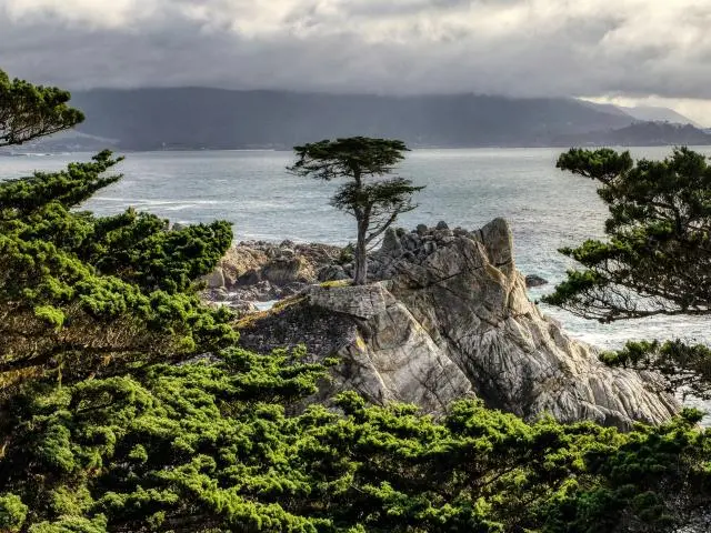 孤松 (Lone Cypress) 孤松 (Lone Cypress)