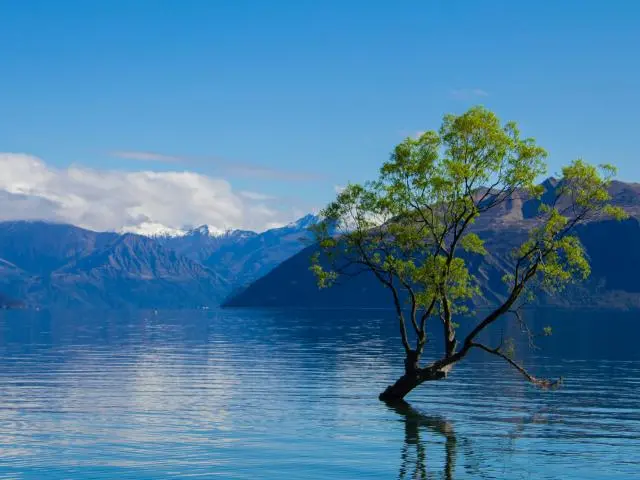 孤独之树 (Lone Tree)