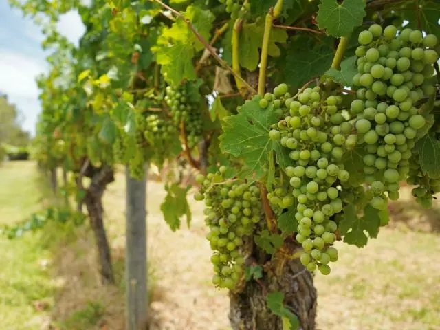 玛格丽特河酒庄 (Margaret River Winery)