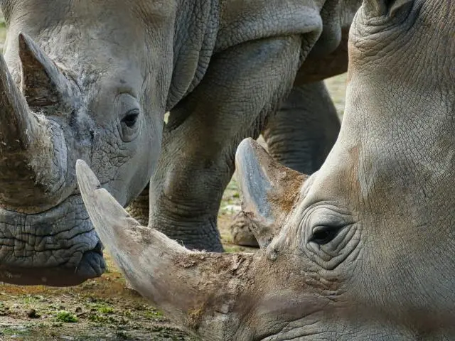莫纳托野生动物园 (Monarto Safari Park)