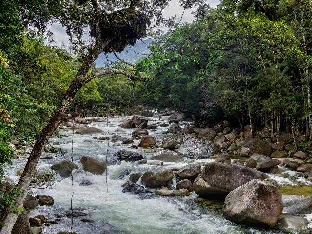 丹翠国家公园 (Daintree National Park, AU)