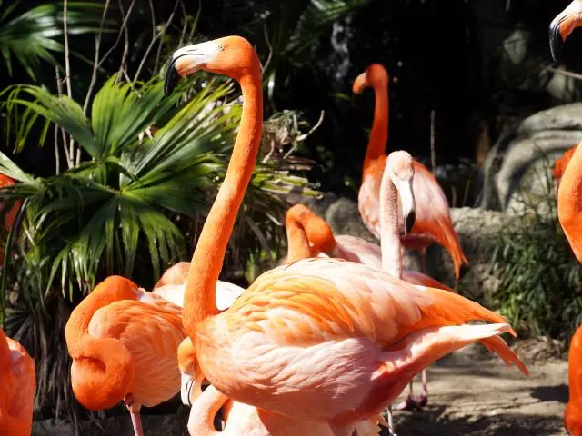 New Orleans Audubon Zoo