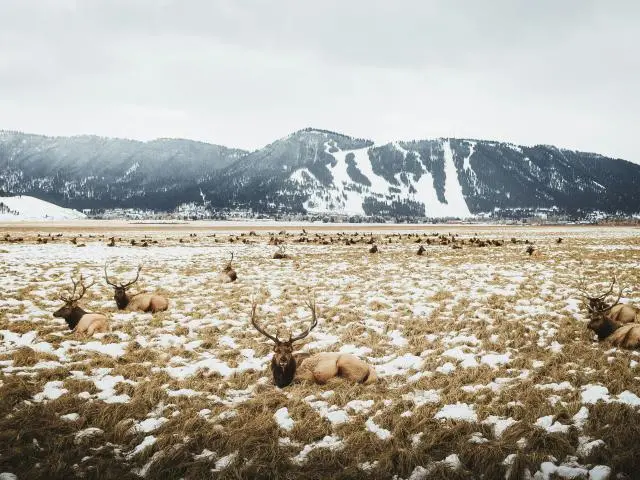 国家麋鹿保护区 (National Elk Refuge)