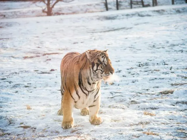 Northeast Tiger Park