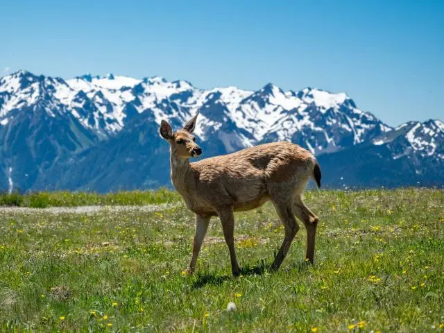 Olympic National Park, WA