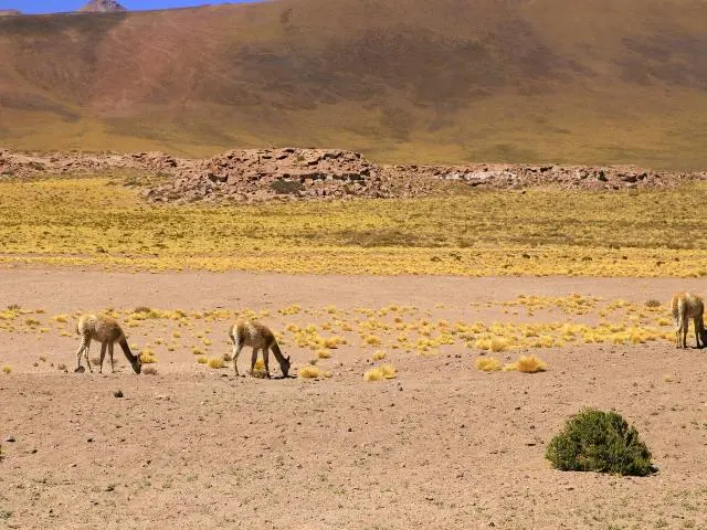 圣佩德罗德阿塔卡马 (San Pedro de Atacama, Chile)