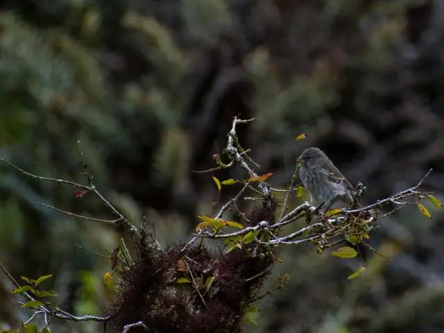 Santa Cruz Island, ECUADOR