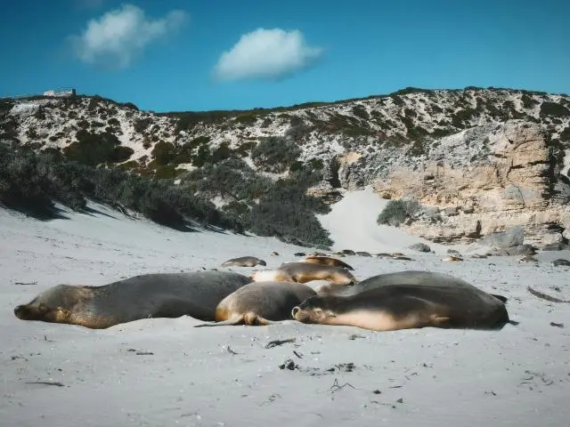 海豹湾保育公园 (Seal Bay Conservation Park)