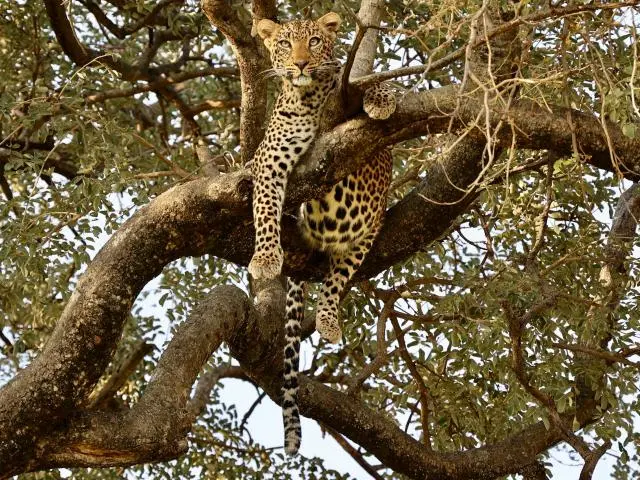 Tarangire National Park, TANZANIA