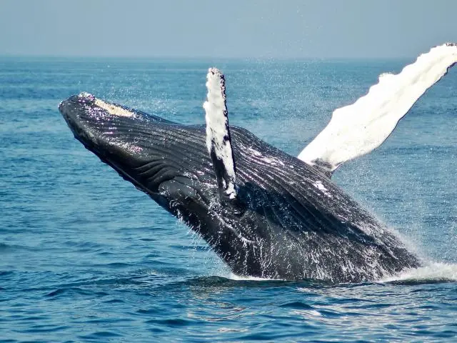 乘船观鲸 (Whale Watch)